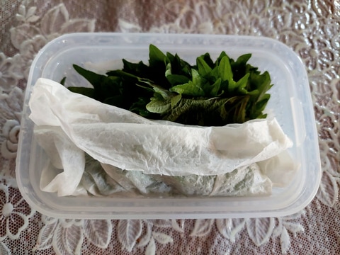 タッパーで大葉の保存方法